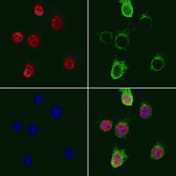 Invitrogen SUPT3H Polyclonal Antibody 100 &mu;L; Unconjugated:Antibodies,