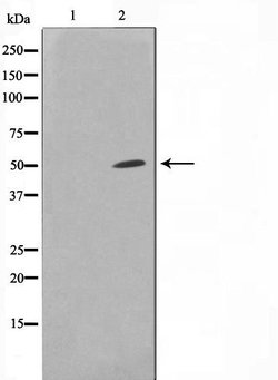 Invitrogen SUPT3H Polyclonal Antibody 100 &mu;L; Unconjugated:Antibodies,