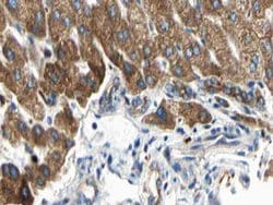 Invitrogen ARMX3 Polyclonal Antibody 100 &mu;L; Unconjugated:Antibodies,