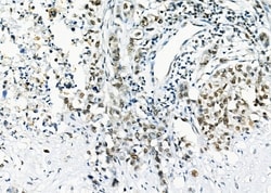 Invitrogen ARMX3 Polyclonal Antibody 100 &mu;L; Unconjugated:Antibodies,
