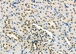 Invitrogen ARMX3 Polyclonal Antibody 100 &mu;L; Unconjugated:Antibodies,