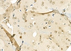 Invitrogen ARMX3 Polyclonal Antibody 100 &mu;L; Unconjugated:Antibodies,