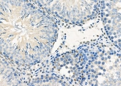 Invitrogen ARMX3 Polyclonal Antibody 100 &mu;L; Unconjugated:Antibodies,