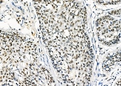 Invitrogen ARMX3 Polyclonal Antibody 100 &mu;L; Unconjugated:Antibodies,
