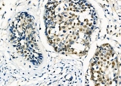 Invitrogen ARMX3 Polyclonal Antibody 100 &mu;L; Unconjugated:Antibodies,