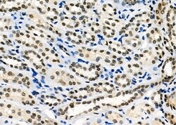 Invitrogen ARMX3 Polyclonal Antibody 100 &mu;L; Unconjugated:Antibodies,