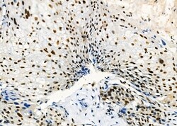 Invitrogen ARMX3 Polyclonal Antibody 100 &mu;L; Unconjugated:Antibodies,