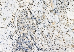 Invitrogen ARMX3 Polyclonal Antibody 100 &mu;L; Unconjugated:Antibodies,