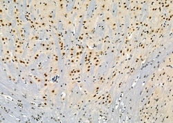 Invitrogen ARMX3 Polyclonal Antibody 100 &mu;L; Unconjugated:Antibodies,