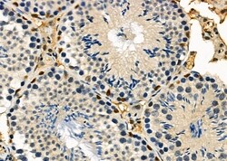 Invitrogen ARMX3 Polyclonal Antibody 100 &mu;L; Unconjugated:Antibodies,