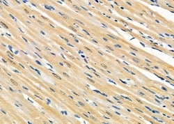 Invitrogen ARMX3 Polyclonal Antibody 100 &mu;L; Unconjugated:Antibodies,
