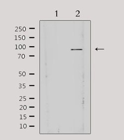 Invitrogen AKAP3 Polyclonal Antibody 100 &mu;L; Unconjugated:Antibodies,