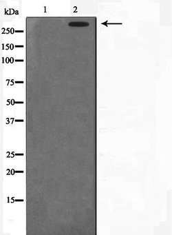Invitrogen DNA-PK Polyclonal Antibody 100 &mu;L; Unconjugated:Antibodies,