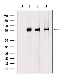 Invitrogen DCP1A Polyclonal Antibody 100 &mu;L; Unconjugated:Antibodies,