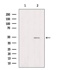 Invitrogen AZI2 Polyclonal Antibody 100 &mu;L | Buy Online | Invitrogen&trade; | Fisher Scientific