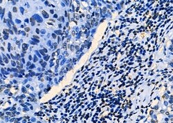 Invitrogen PKNOX2 Polyclonal Antibody 100 &mu;L; Unconjugated:Antibodies,