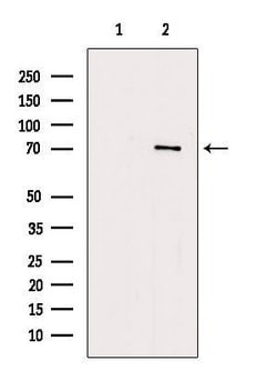 Invitrogen ZNF337 Polyclonal Antibody 100 &mu;L | Buy Online | Invitrogen&trade; | Fisher Scientific