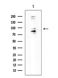 Invitrogen MLK4 Polyclonal Antibody 100 &mu;L; Unconjugated:Antibodies,