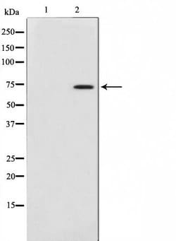 Invitrogen COL13A1 Polyclonal Antibody 100 &mu;L | Buy Online | Invitrogen&trade; | Fisher Scientific
