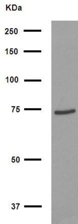 Invitrogen FOXJ3 Polyclonal Antibody 100 &mu;L; Unconjugated:Antibodies,