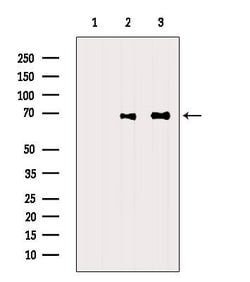 Invitrogen FOXJ3 Polyclonal Antibody 100 &mu;L; Unconjugated:Antibodies,