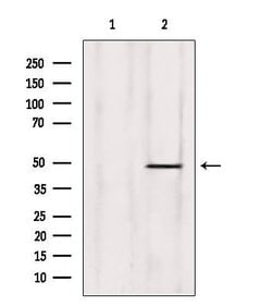 Invitrogen ZNF174 Polyclonal Antibody 100 &mu;L; Unconjugated:Antibodies,
