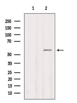 Invitrogen CYP2B6 Polyclonal Antibody 100 &mu;L; Unconjugated:Antibodies,