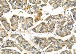 Invitrogen eIF3l Polyclonal Antibody 100 &mu;L; Unconjugated:Antibodies,