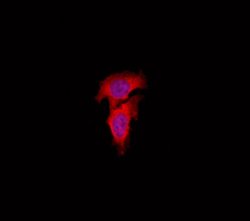 Invitrogen eIF3l Polyclonal Antibody 100 &mu;L; Unconjugated:Antibodies,