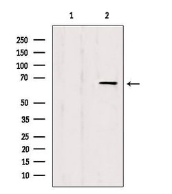 Invitrogen eIF3l Polyclonal Antibody 100 &mu;L; Unconjugated:Antibodies,