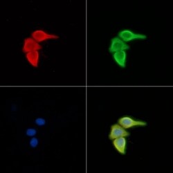 Invitrogen ERGIC3 Polyclonal Antibody 100 &mu;L; Unconjugated:Antibodies,