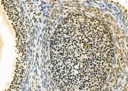 Invitrogen ERGIC3 Polyclonal Antibody 100 &mu;L; Unconjugated:Antibodies,
