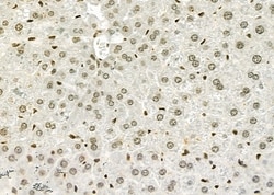 Invitrogen ERGIC3 Polyclonal Antibody 100 &mu;L; Unconjugated:Antibodies,