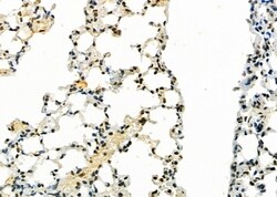Invitrogen ERGIC3 Polyclonal Antibody 100 &mu;L; Unconjugated:Antibodies,