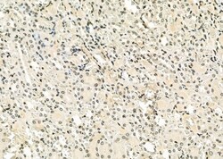 Invitrogen ERGIC3 Polyclonal Antibody 100 &mu;L; Unconjugated:Antibodies,