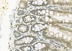 Invitrogen ERGIC3 Polyclonal Antibody 100 &mu;L; Unconjugated:Antibodies,