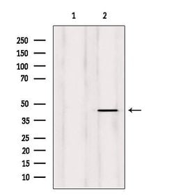Invitrogen ERGIC3 Polyclonal Antibody 100 &mu;L; Unconjugated:Antibodies,