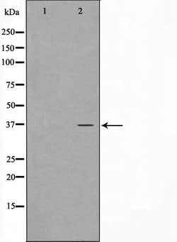 Invitrogen CARP Polyclonal Antibody 100 &mu;L; Unconjugated:Antibodies,