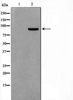 Invitrogen AAK1 Polyclonal Antibody 100 &mu;L | Buy Online | Invitrogen&trade; | Fisher Scientific