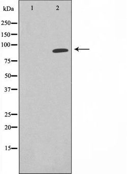 Invitrogen Epsin 1 Polyclonal Antibody 100 &mu;L; Unconjugated:Antibodies,