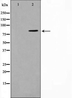 Invitrogen SALF Polyclonal Antibody 100 &mu;L | Buy Online | Invitrogen&trade; | Fisher Scientific
