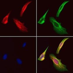Invitrogen STARD13 Polyclonal Antibody 100 &mu;L; Unconjugated:Antibodies,
