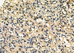 Invitrogen STARD13 Polyclonal Antibody 100 &mu;L; Unconjugated:Antibodies,