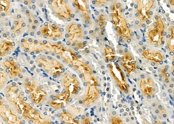 Invitrogen STARD13 Polyclonal Antibody 100 &mu;L; Unconjugated:Antibodies,