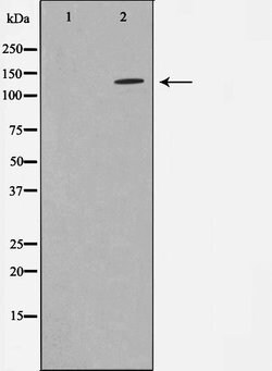 Invitrogen STARD13 Polyclonal Antibody 100 &mu;L; Unconjugated:Antibodies,