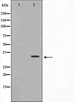 COX6C Polyclonal Antibody 100 &mu;L | Buy Online | Thermo Scientific | Fisher Scientific