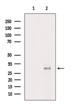 MRRF Polyclonal Antibody, Invitrogen&trade;