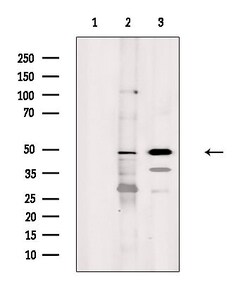 CtBP1 Polyclonal Antibody:Antibodies, Polyclonal