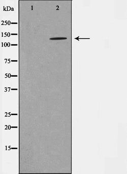 Invitrogen Phospho-NMDAR1 (Ser897) Polyclonal Antibody 100 &mu;L | Buy Online | Invitrogen&trade; | Fisher Scientific