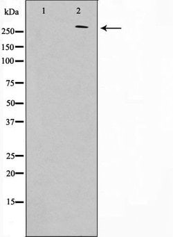 Invitrogen Phospho-Protein APC (Ser2054) Polyclonal Antibody 100 &mu;L;